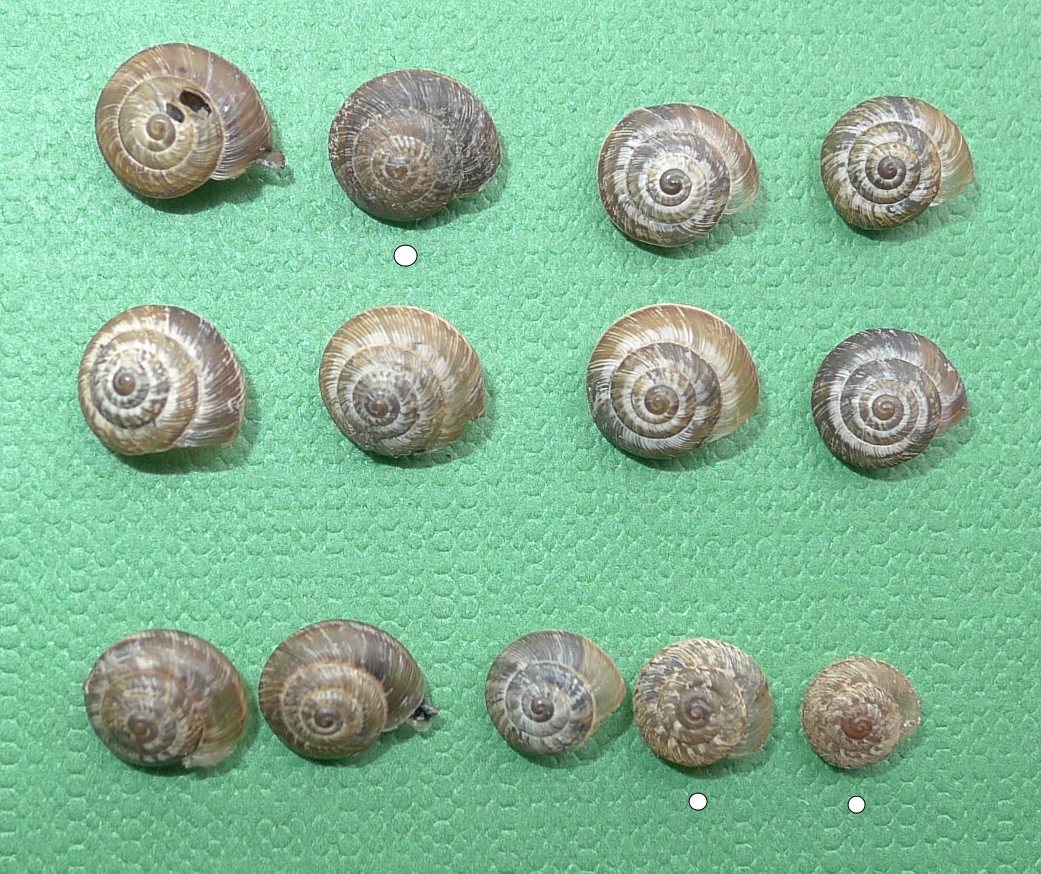 Xerotricha conspurcata?